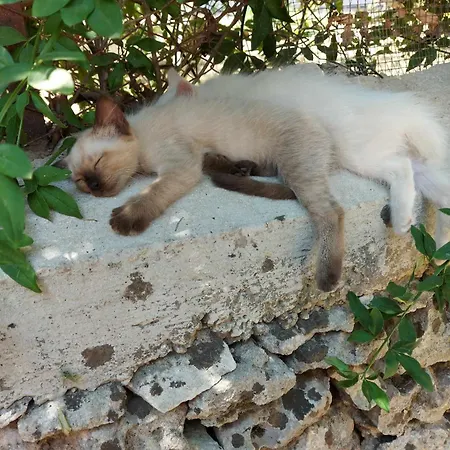 Pensión Luciano E Concetta *